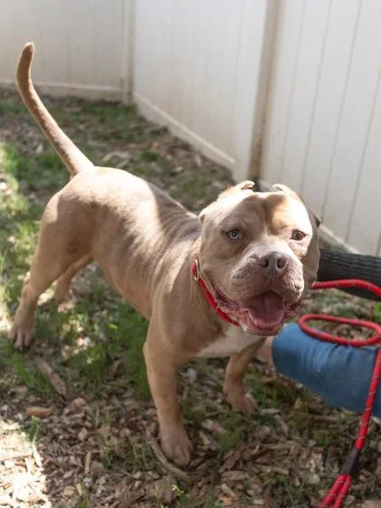 An adult large-sized male Mixed Breed dog named Desmo for adoption in Chamblee, GA