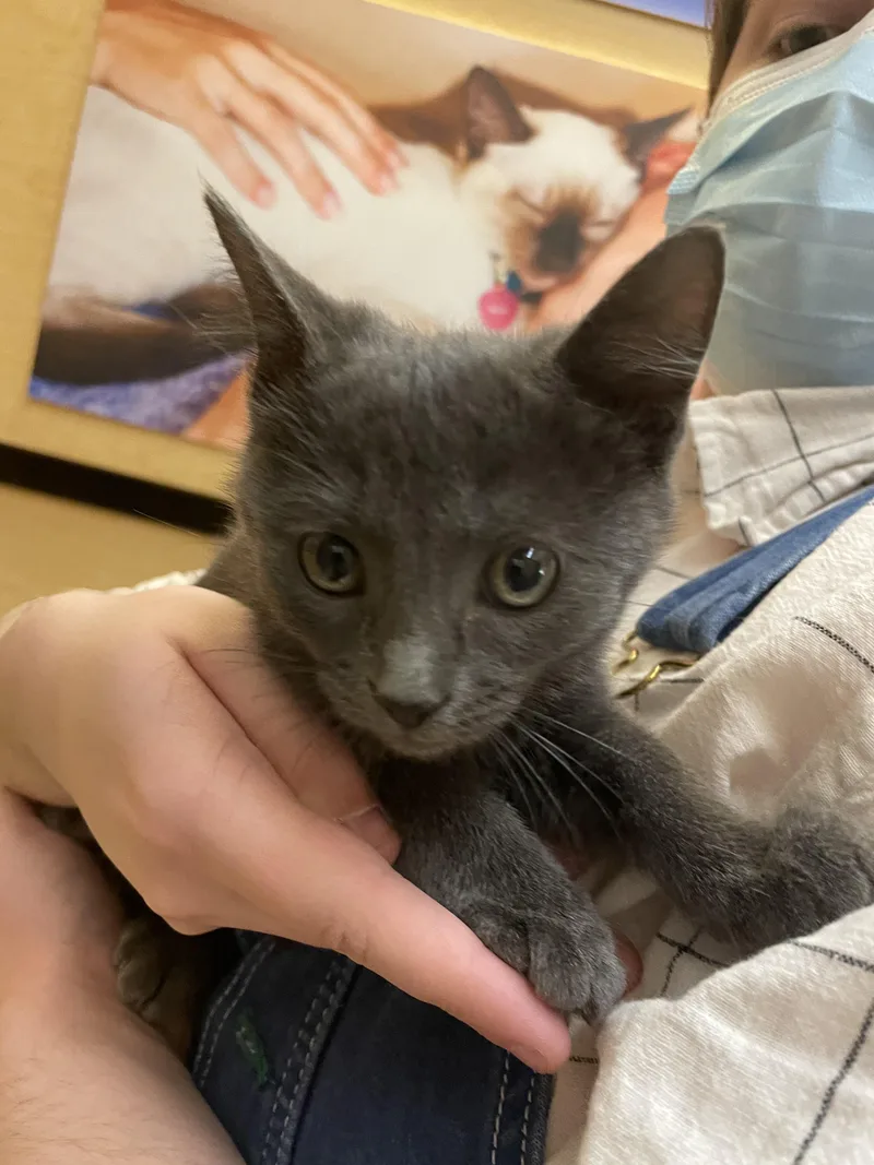 A baby medium-sized male Gray / Blue / Silver Domestic Short Hair cat named Ransom for adoption in Albuquerque, NM