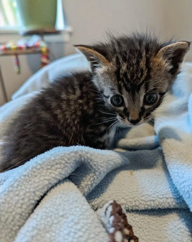 A baby medium-sized male Domestic Short Hair cat named Big Mike for adoption in Hartsville, SC