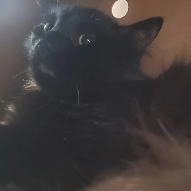 An adult medium-sized male Black Domestic Short Hair cat named Checkers for adoption in Novelty, OH