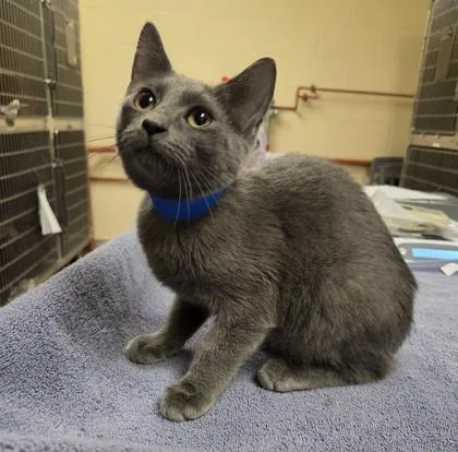 A baby small-sized male Domestic Short Hair cat named Evan for adoption in Westland, MI