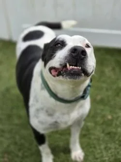 An adult large-sized male Mixed Breed dog named Rocket for adoption in Savannah, GA