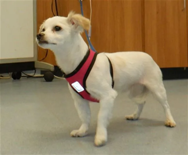 An adult small-sized male Papillon dog named Teeko for adoption in San Jose, CA