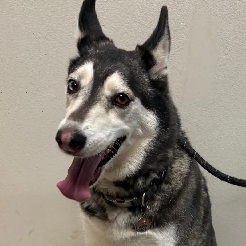 A senior medium-sized female Black Husky dog named Meca for adoption in Yuma, AZ