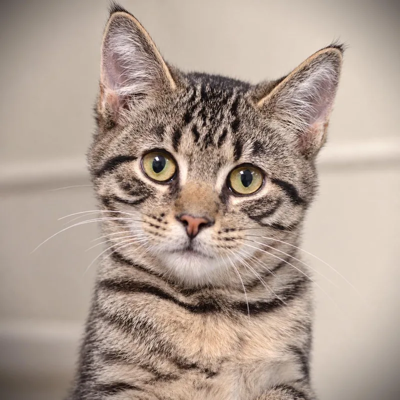 A baby medium-sized male Tabby (Tiger Striped) Domestic Short Hair cat named Mike for adoption in Amsterdam, NY