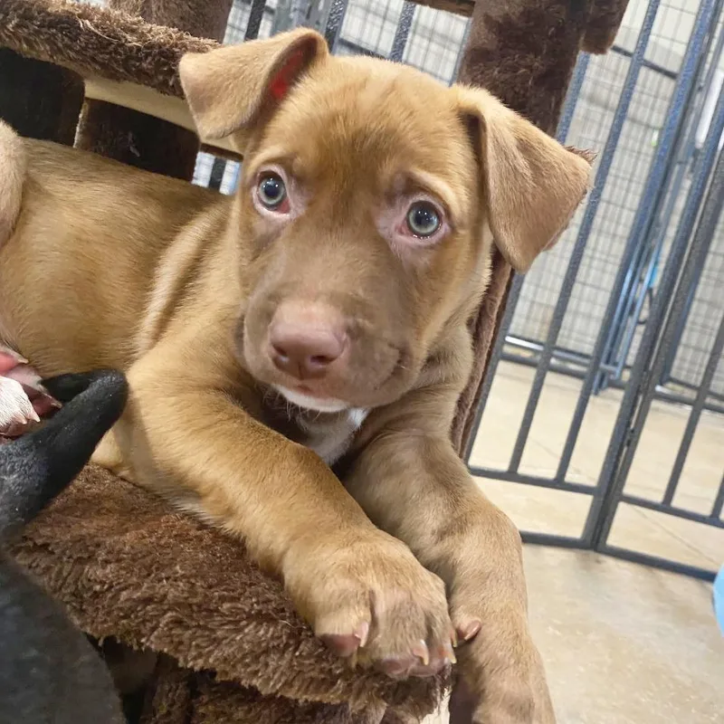 A baby medium-sized male Brown / Chocolate German Shepherd Dog dog named Hendrix for adoption in Flower Mound, TX