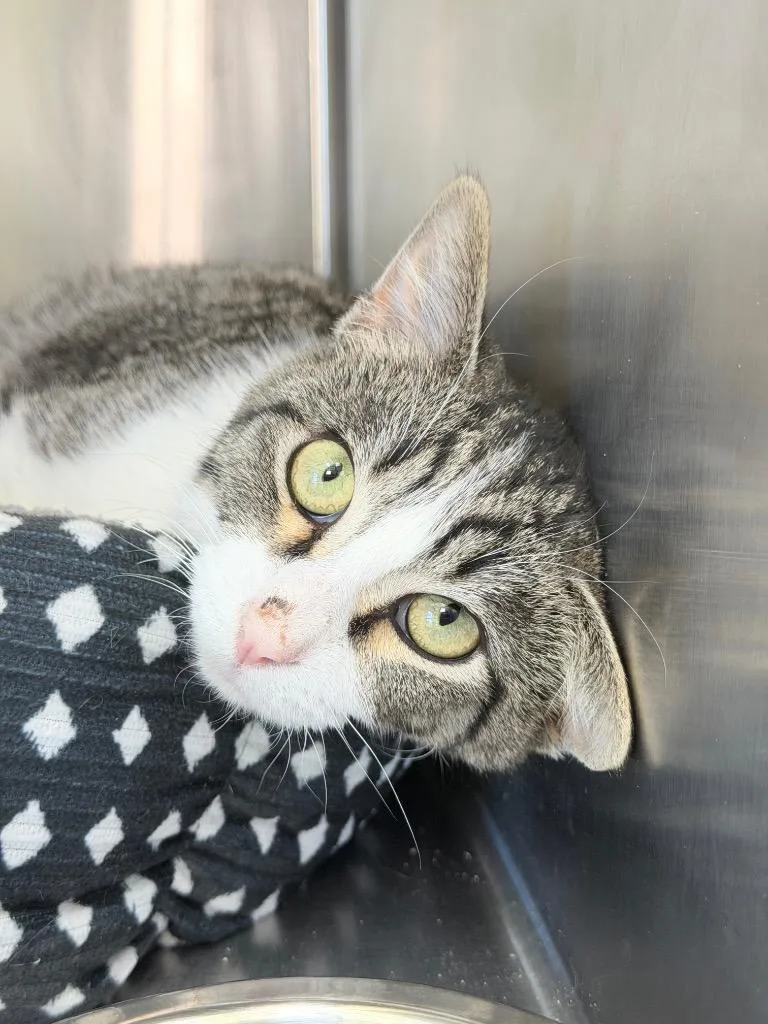 A baby medium-sized male Domestic Short Hair cat named Maximus for adoption in Menomonie, WI