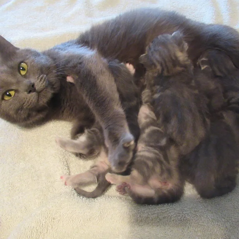 A baby small-sized female Gray / Blue / Silver Domestic Short Hair cat named Red Plaid Collar for adoption in Rochester, MN