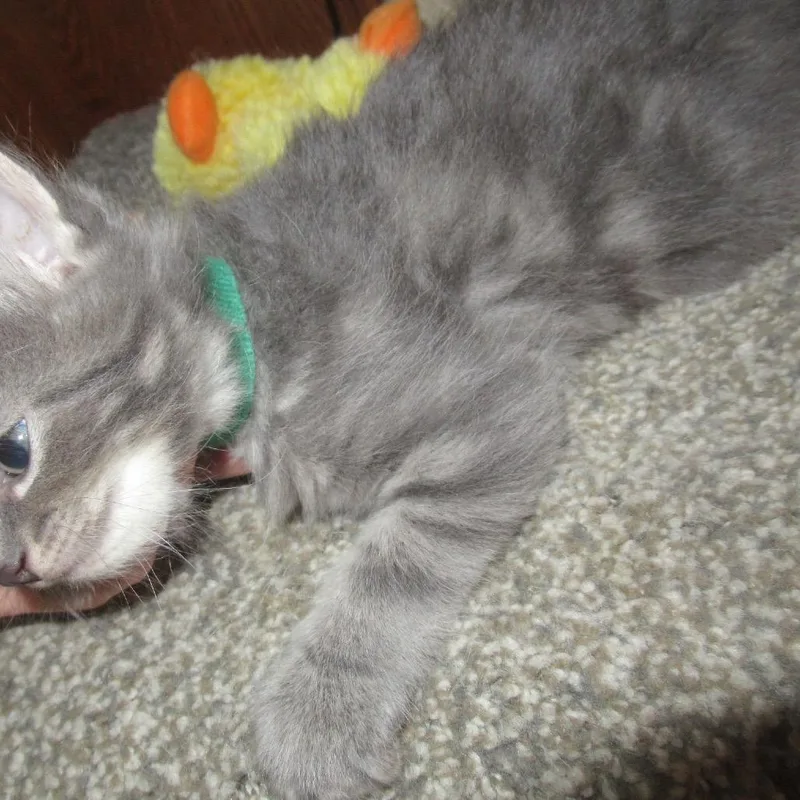 Red Plaid Collar thumbnail 3