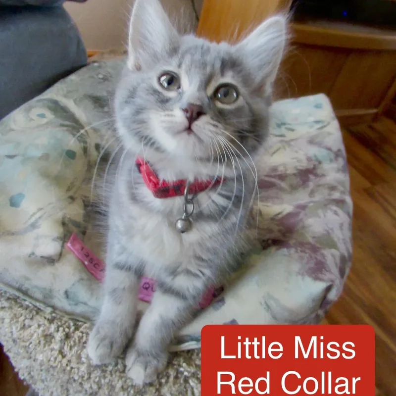 Red Plaid Collar thumbnail 6