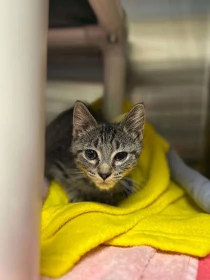 A baby small-sized female Domestic Short Hair cat named Smalls for adoption in Munster, IN