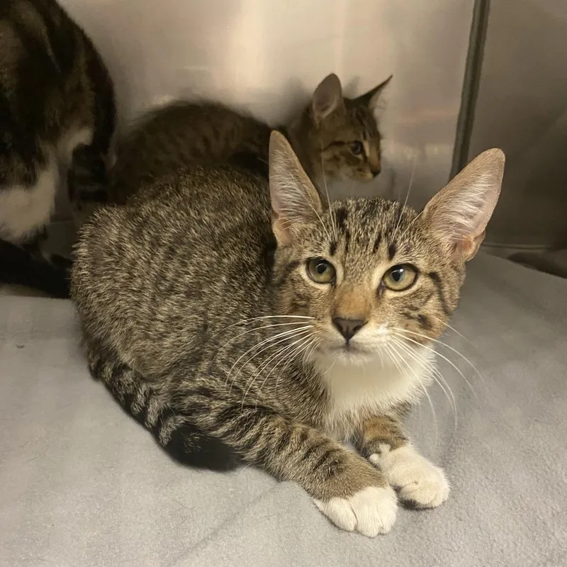 A baby small-sized male Gray / Blue / Silver Domestic Short Hair cat named Donald for adoption in Monroe, LA