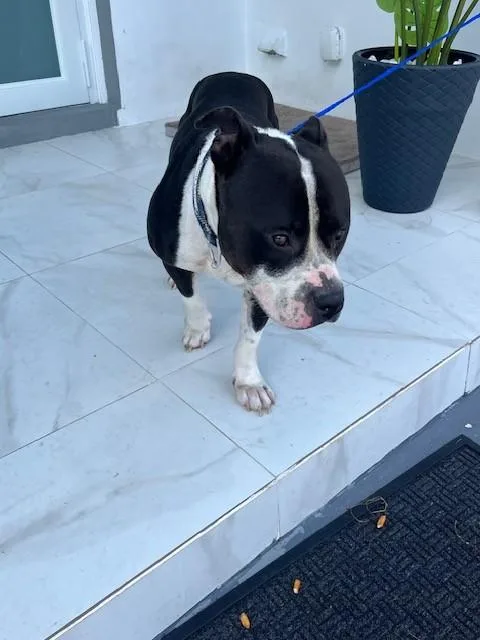 A young large-sized male American Bulldog dog named Conan for adoption in Miami, FL