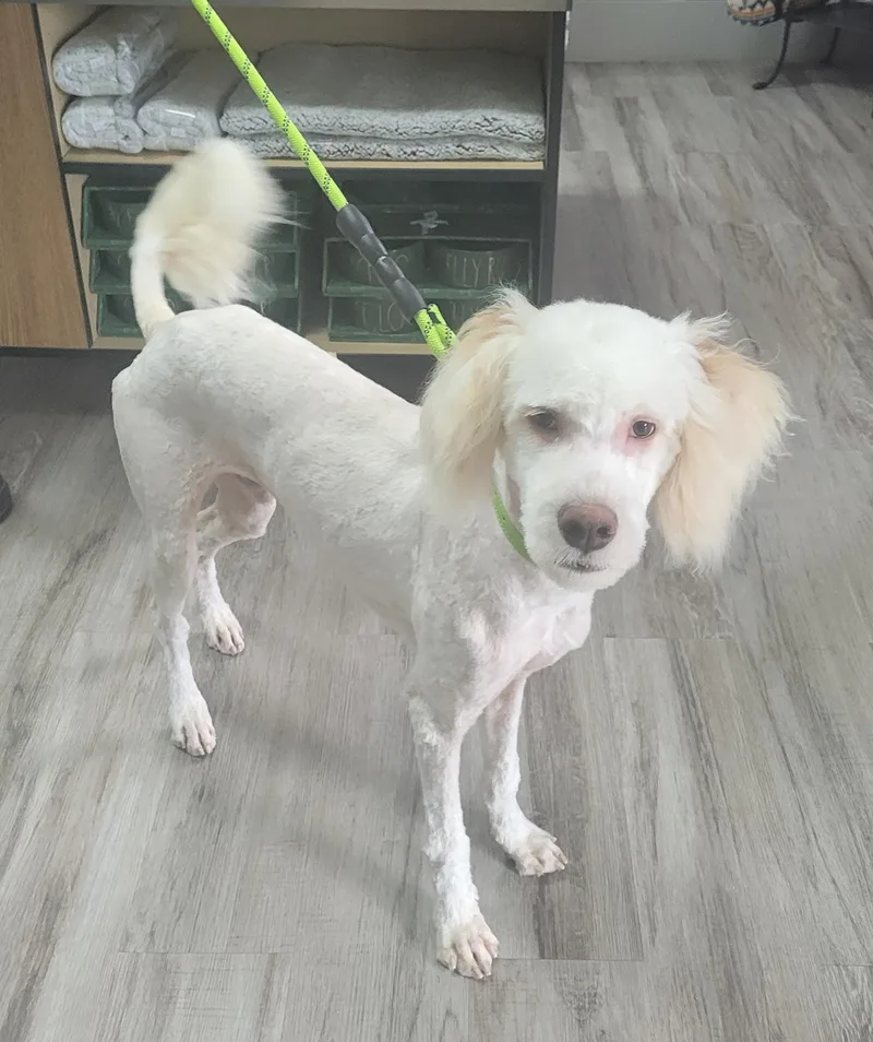 A young medium-sized male White / Cream Goldendoodle dog named Archie for adoption in Catlettsburg, KY