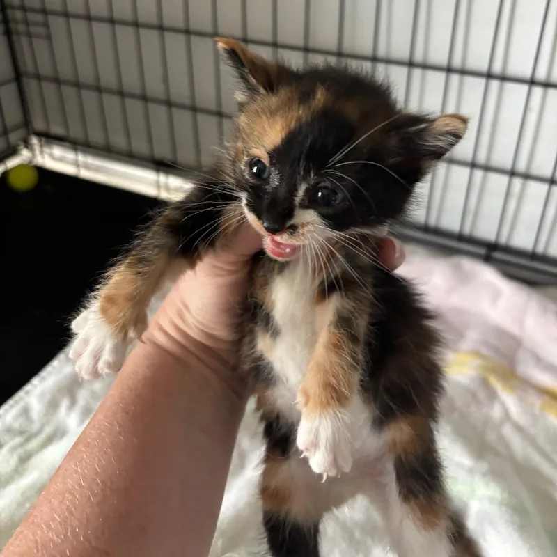 A baby small-sized female Black Domestic Short Hair cat named Tuffy for adoption in Bulverde, TX