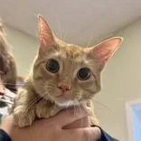 A young medium-sized female Tabby (Orange / Red) Domestic Short Hair cat named Tater for adoption in Dodgeville, WI