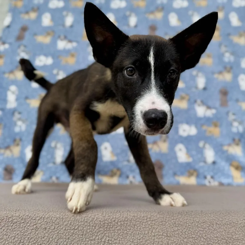 A baby small-sized male Sable Husky dog named Tove for adoption in Carencro, LA