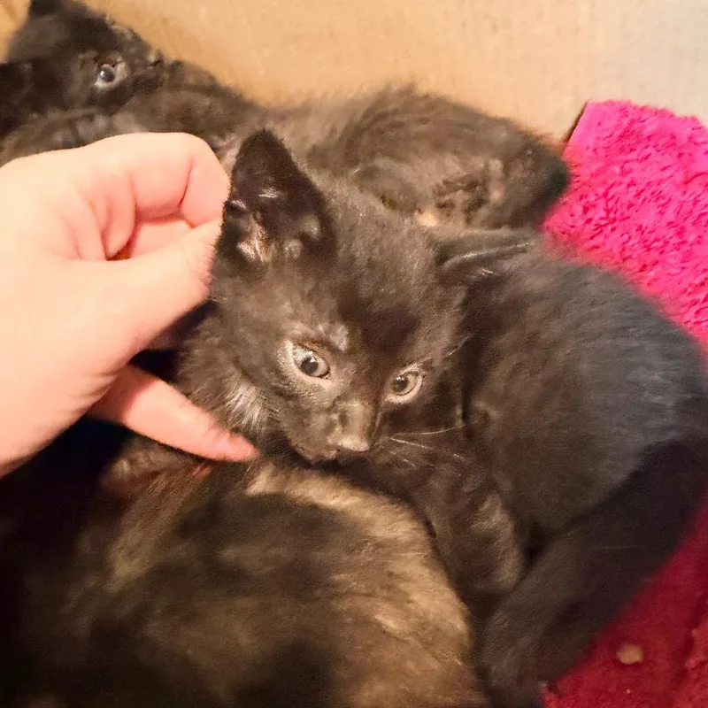 A baby small-sized male Black Domestic Short Hair cat named Bruno for adoption in Tacoma, WA