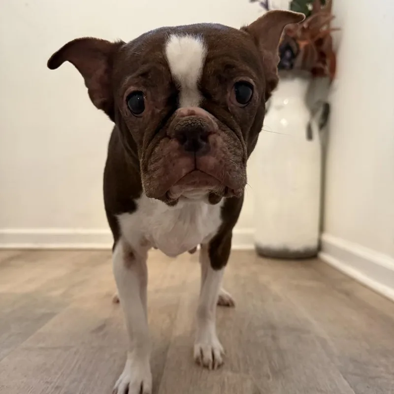 A senior small-sized female Red / Chestnut / Orange Boston Terrier dog named Tootsie for adoption in Medford, NJ