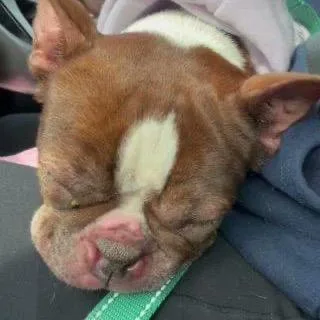 Tootsie thumbnail 3