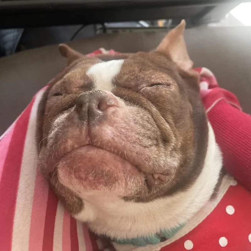 Tootsie thumbnail 4