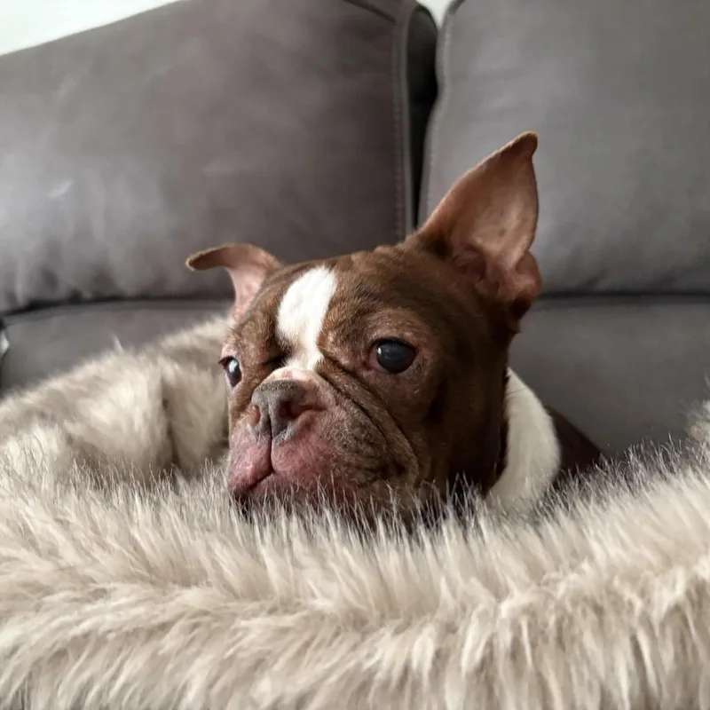 Tootsie thumbnail 5