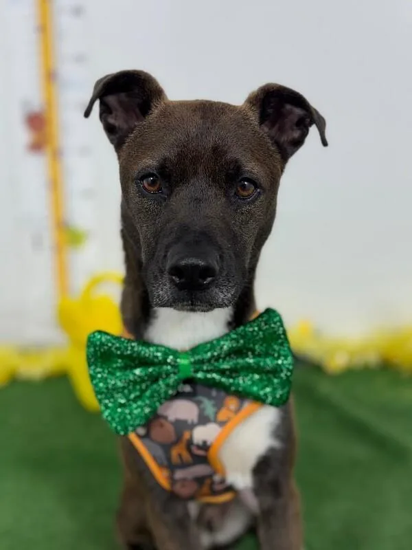A young medium-sized male White / Cream Patterdale Terrier / Fell Terrier dog named Dorito for adoption in Carlsbad, CA