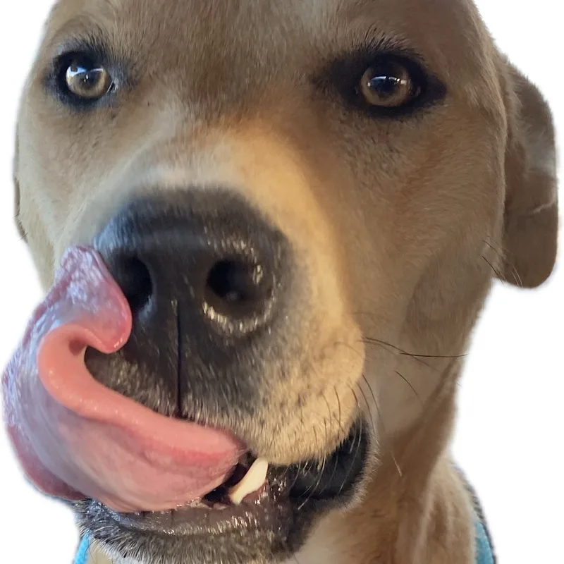 An adult medium-sized male Shepherd dog named Duke for adoption in Canyon, TX
