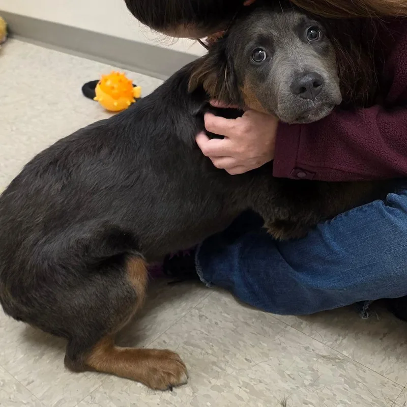 A young small-sized female Brindle Mixed Breed dog named Nevada for adoption in Chatham, VA