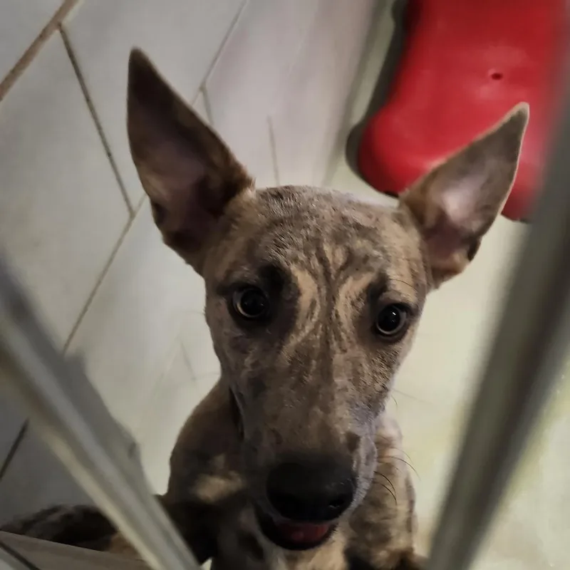 An adult small-sized female Brindle Mixed Breed dog named Oya for adoption in Abilene, TX