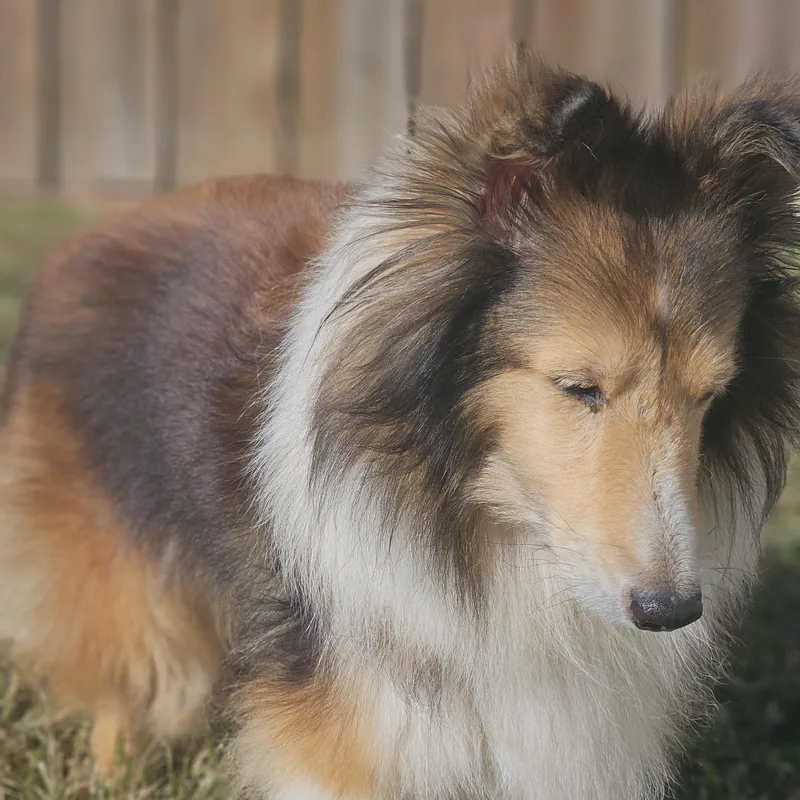 A senior small-sized female Shetland Sheepdog / Sheltie dog named Abbey for adoption in Ramsey, IN