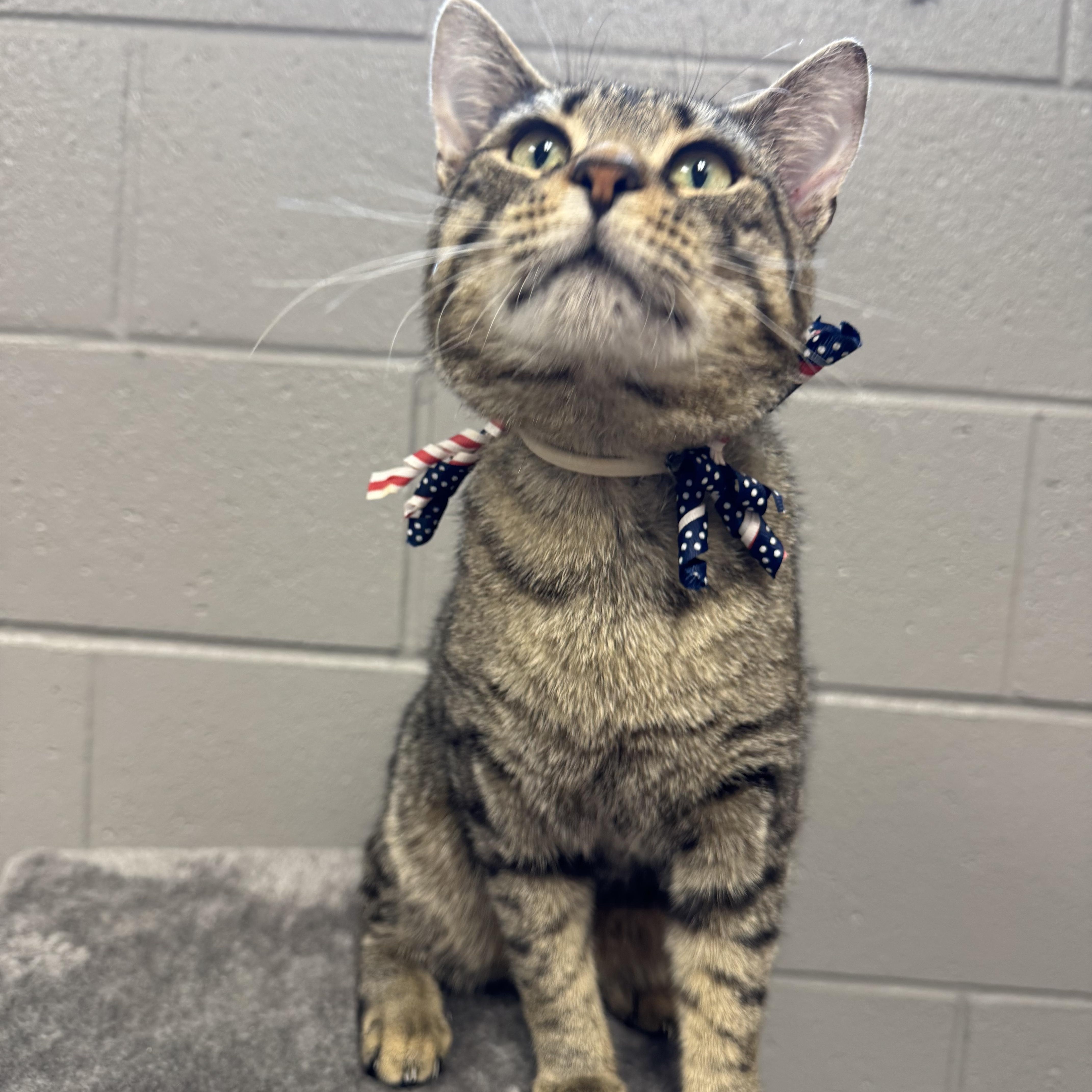 A young medium-sized male Tabby (Brown / Chocolate) Tabby cat named Wonderful Ray for adoption in Burlington, NC