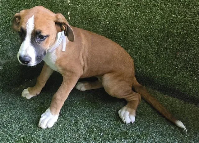 An adult small-sized female Boxer dog named Konan for adoption in Lancaster, CA