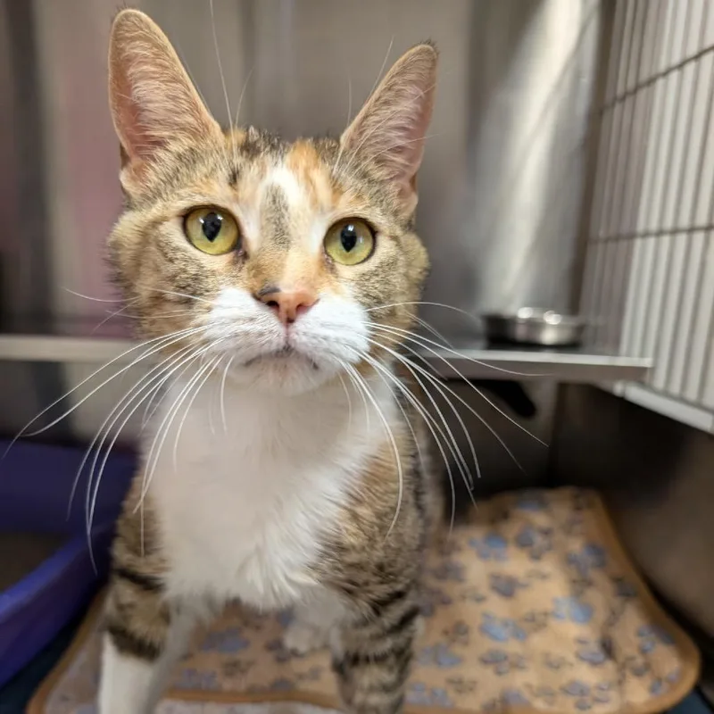 An adult medium-sized female Torbie Domestic Short Hair cat named Ariadne for adoption in Springfield, IL