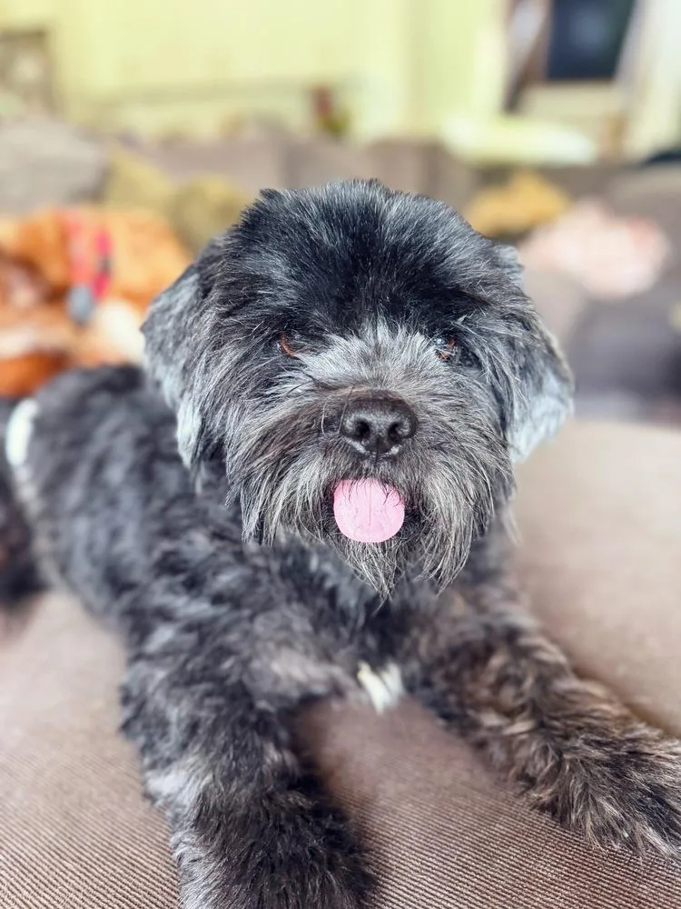 An adult small-sized male Black Schnauzer dog named Tank for adoption in Plymouth, MI