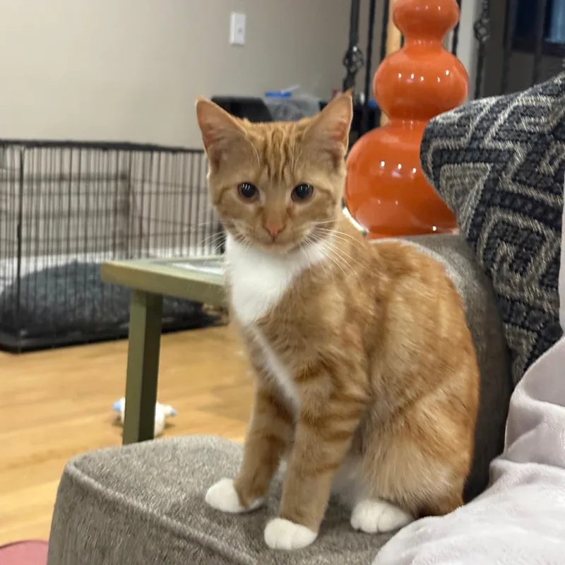 A young medium-sized female Orange & White Tabby cat named Cholula for adoption in Columbia, SC