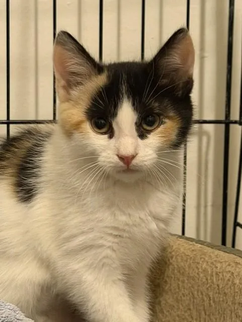 A baby medium-sized female Calico cat named BabyCali for adoption in North Highlands, CA