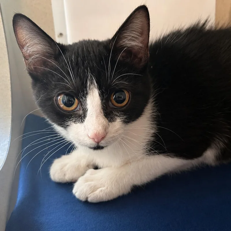A baby small-sized female Black Domestic Short Hair cat named Widow for adoption in Gloucester, VA