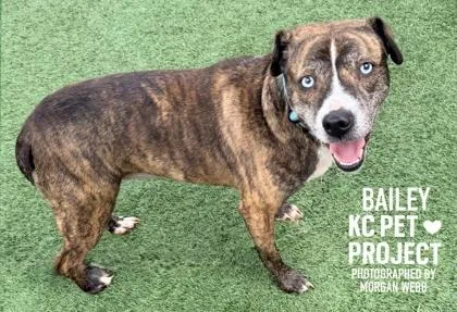 An adult medium-sized female Brown / Chocolate Mixed Breed dog named Bailey for adoption in Kansas City, MO