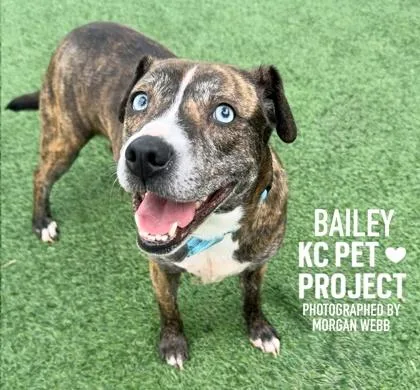 Bailey thumbnail 2