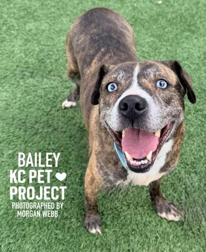 Bailey thumbnail 3
