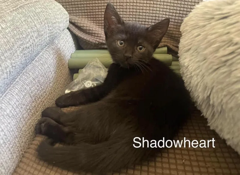 A baby small-sized female Black Domestic Short Hair cat named Shadowheart for adoption in Woodlawn, TN