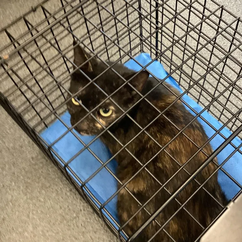 A young small-sized female Calico Domestic Short Hair cat named Penny for adoption in Montgomery, AL
