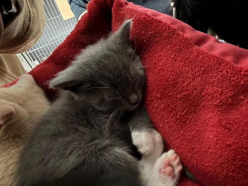 A baby small-sized male Domestic Short Hair cat named Freeport for adoption in Virginia, MN