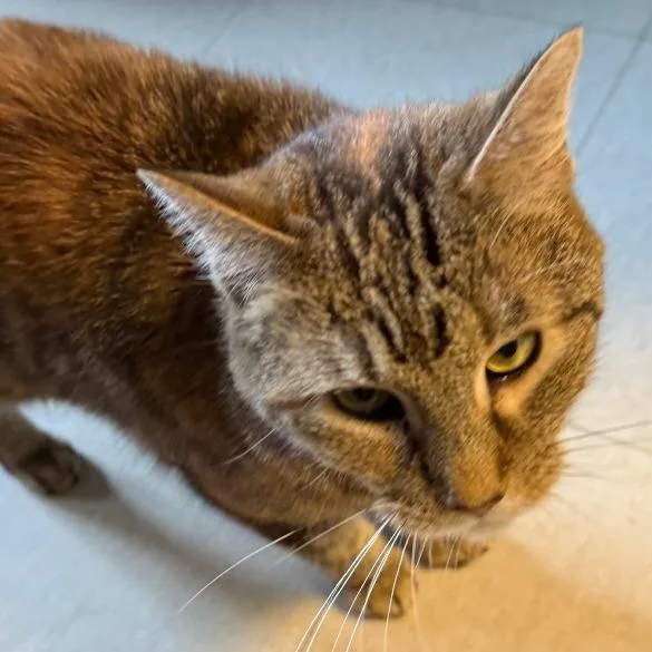 An adult medium-sized female Brown / Chocolate Domestic Short Hair cat named Sally for adoption in Fairport, NY