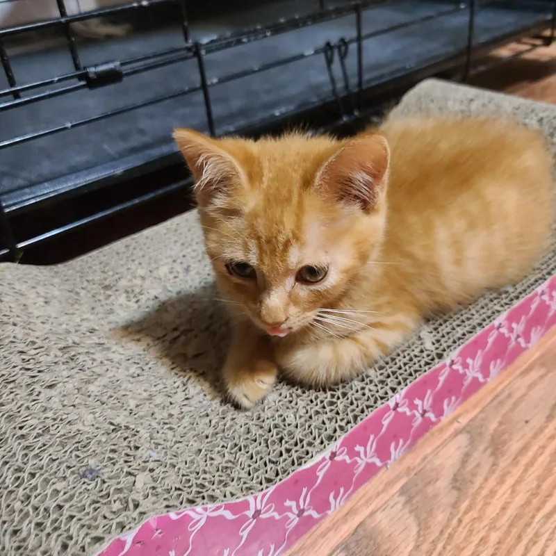 A baby small-sized male Orange / Red Domestic Short Hair cat named Westley Hill for adoption in Woodstock, VA