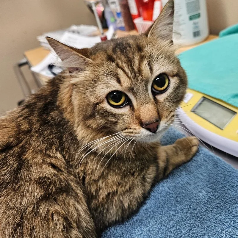An adult medium-sized male Brown / Chocolate Domestic Long Hair cat named Oregon Grape for adoption in Port Townsend, WA