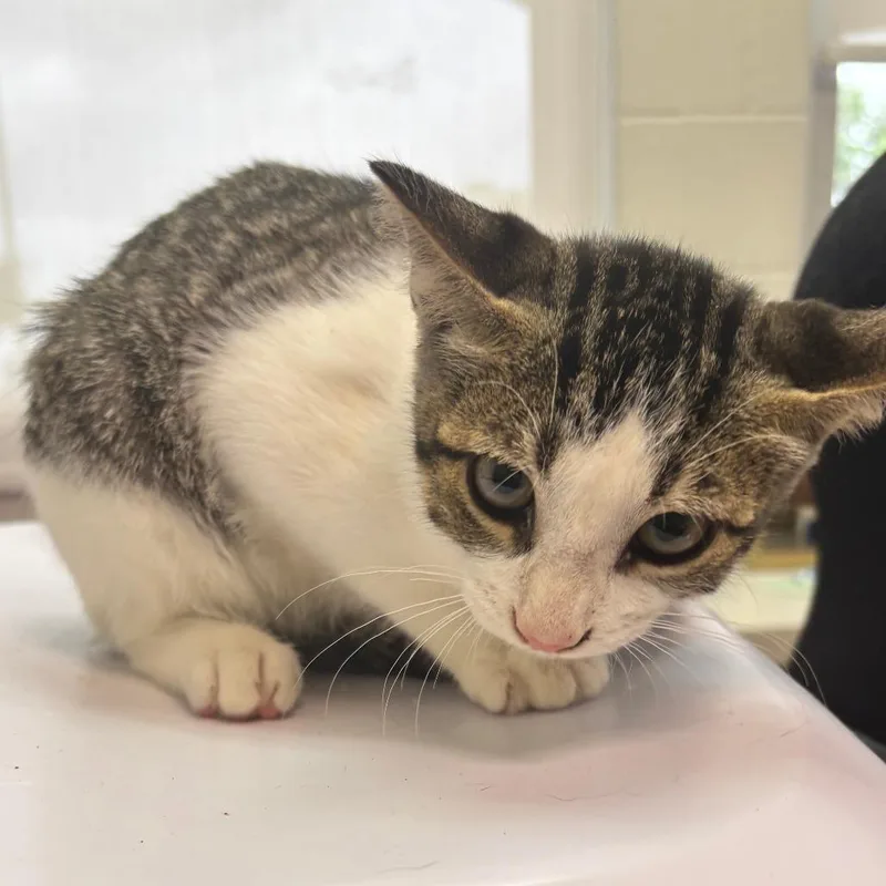 A baby small-sized male Brown / Chocolate Domestic Short Hair cat named Winter for adoption in Corpus Christi, TX