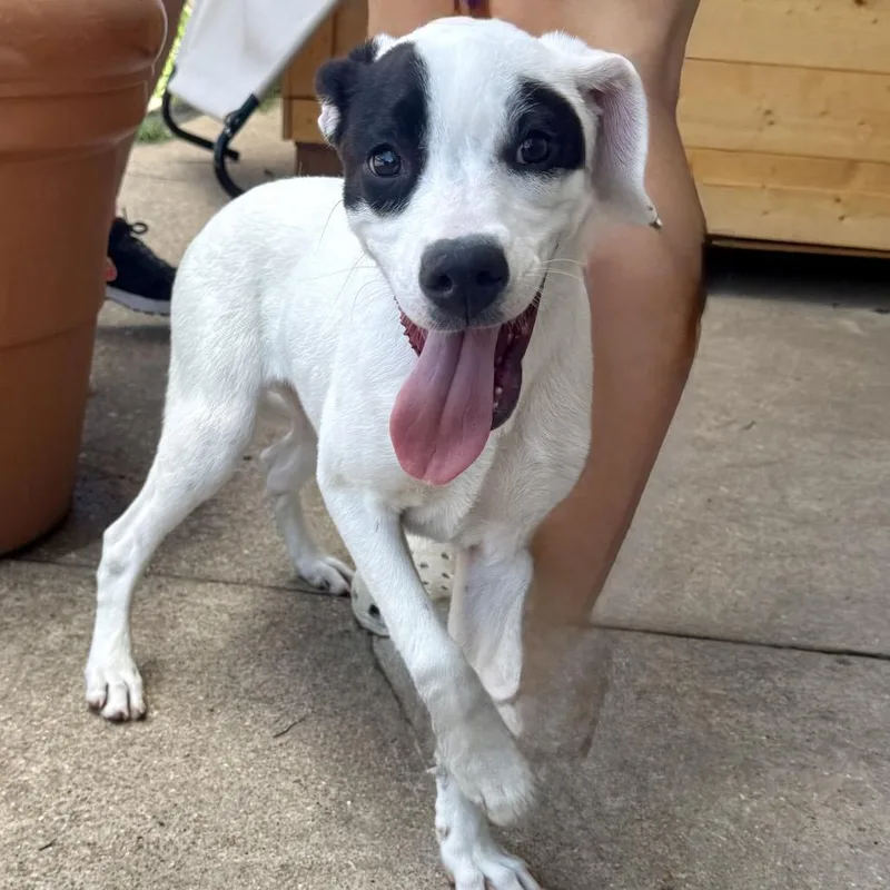 A baby medium-sized female White / Cream Mixed Breed dog named Lapis lazuli PR for adoption in Union, MO