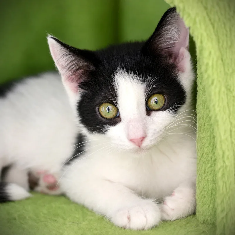 A baby medium-sized female Black & White / Tuxedo Domestic Short Hair cat named Clover for adoption in Amsterdam, NY